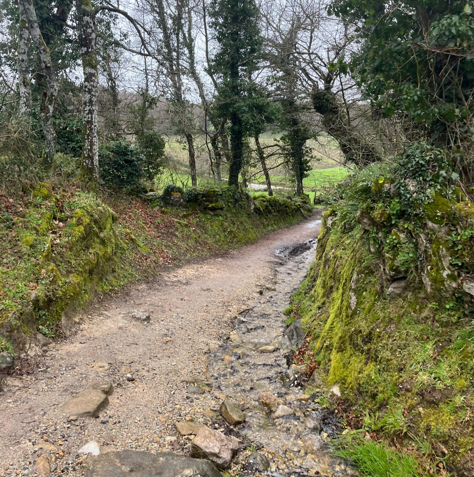 Hola Camp - Camino Hola Camp - Camino